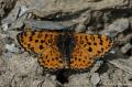 Melitaea  syriaca ()